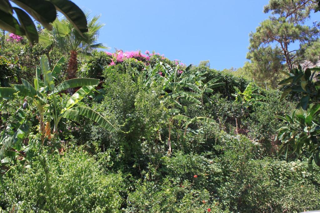 Aygul Hotel Ölüdeniz Buitenkant foto
